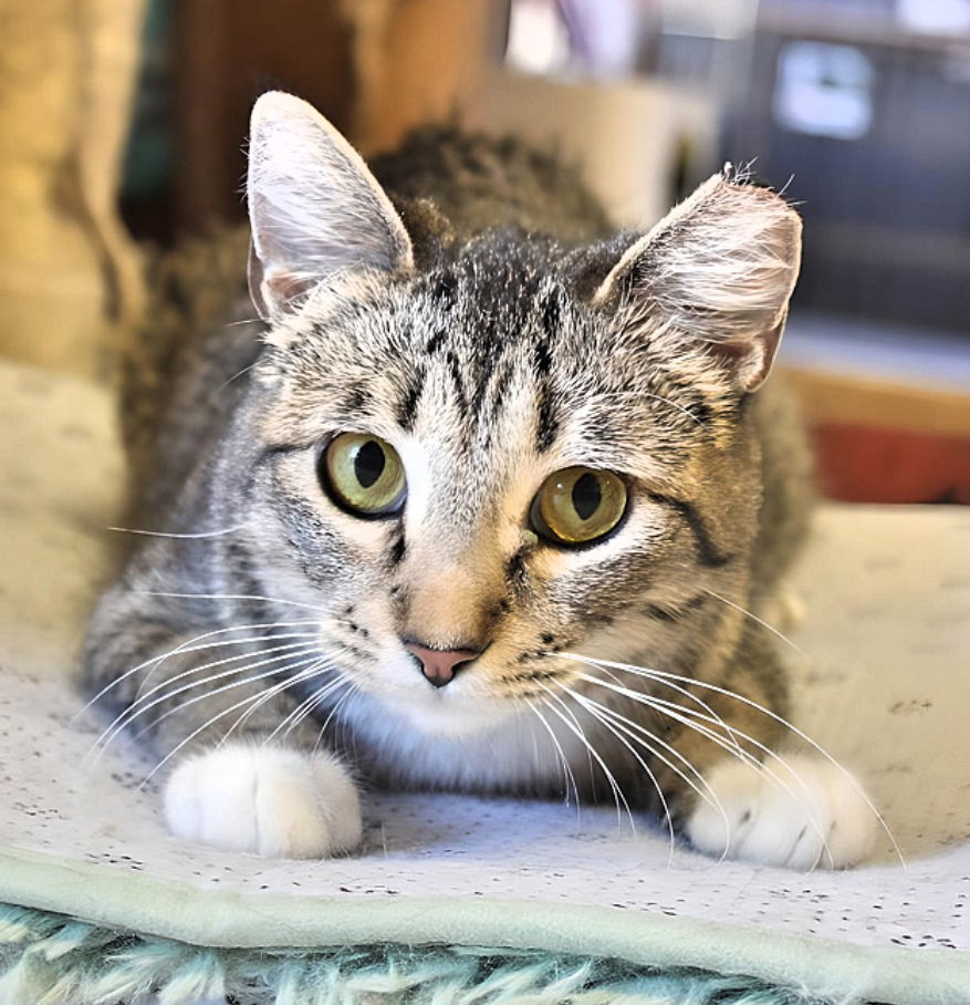 Beans, an adoptable Domestic Short Hair in Laramie, WY, 82073 | Photo Image 2