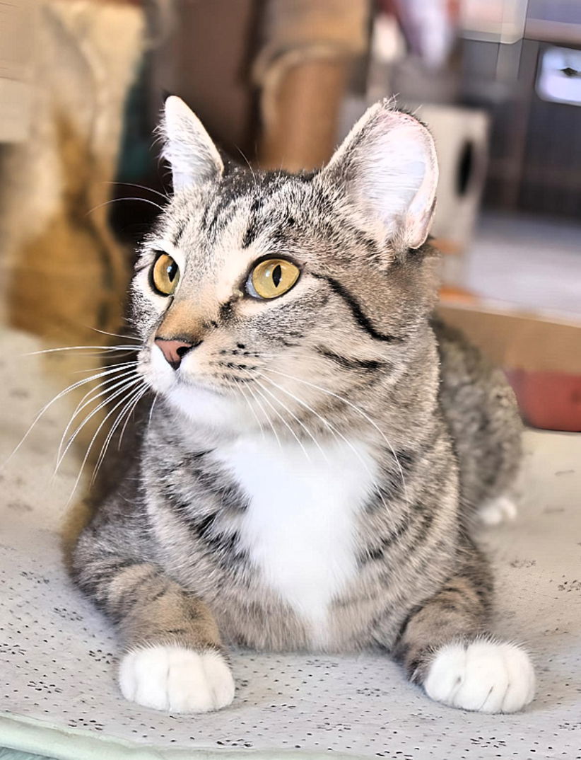 Beans, an adoptable Domestic Short Hair in Laramie, WY, 82073 | Photo Image 3