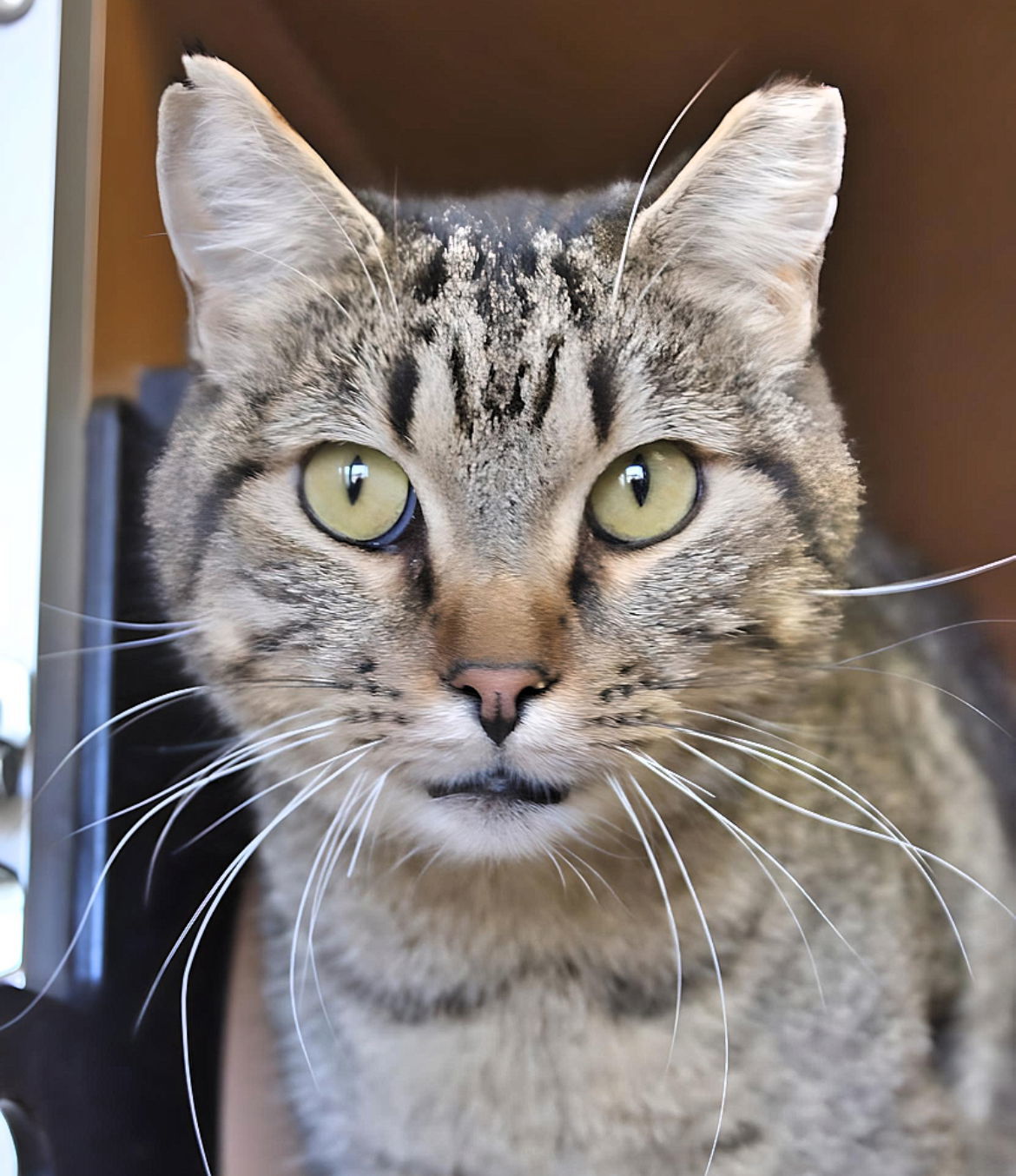 Lenny, an adoptable Domestic Short Hair in Laramie, WY, 82073 | Photo Image 1