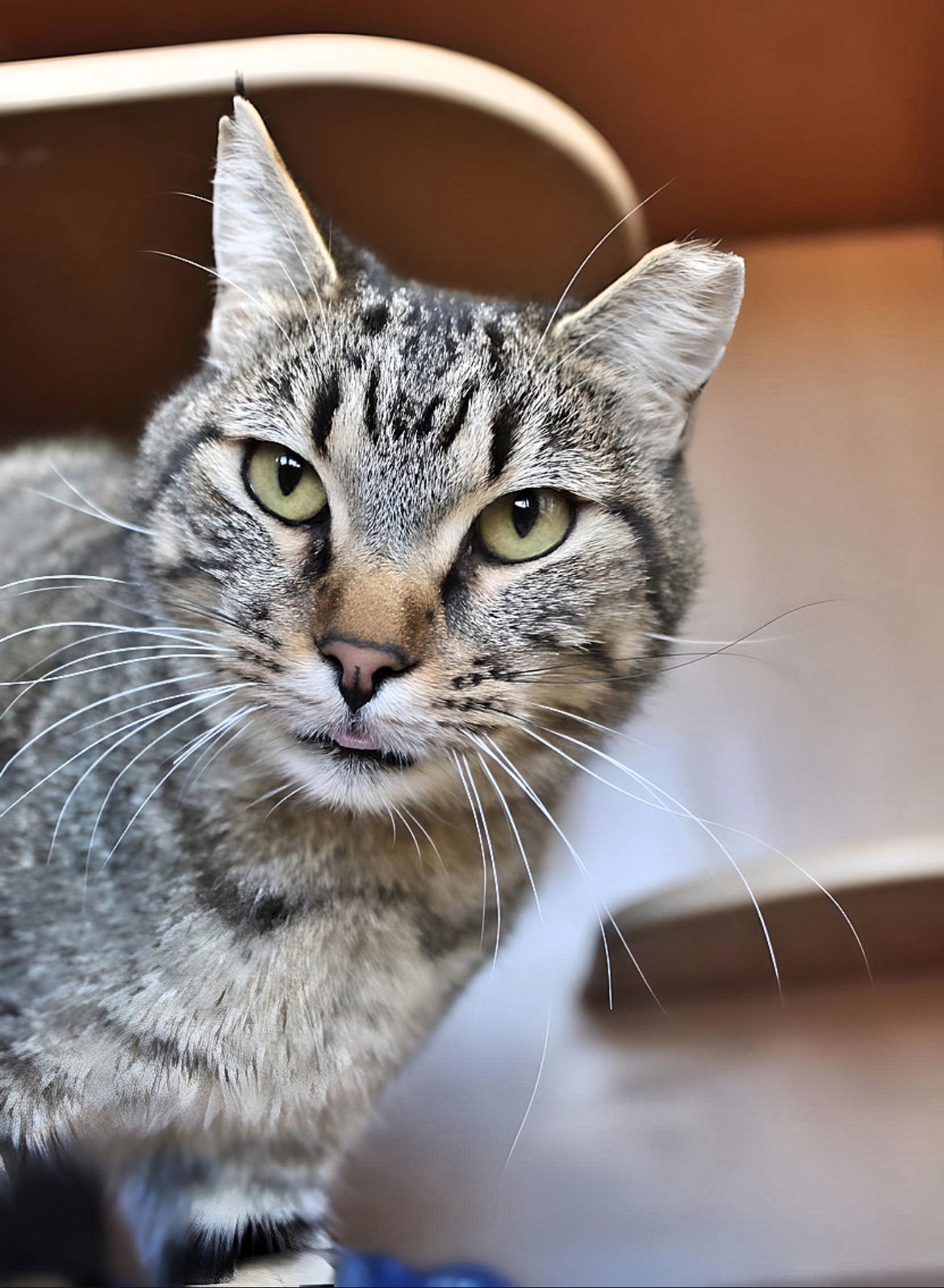 Lenny, an adoptable Domestic Short Hair in Laramie, WY, 82073 | Photo Image 2