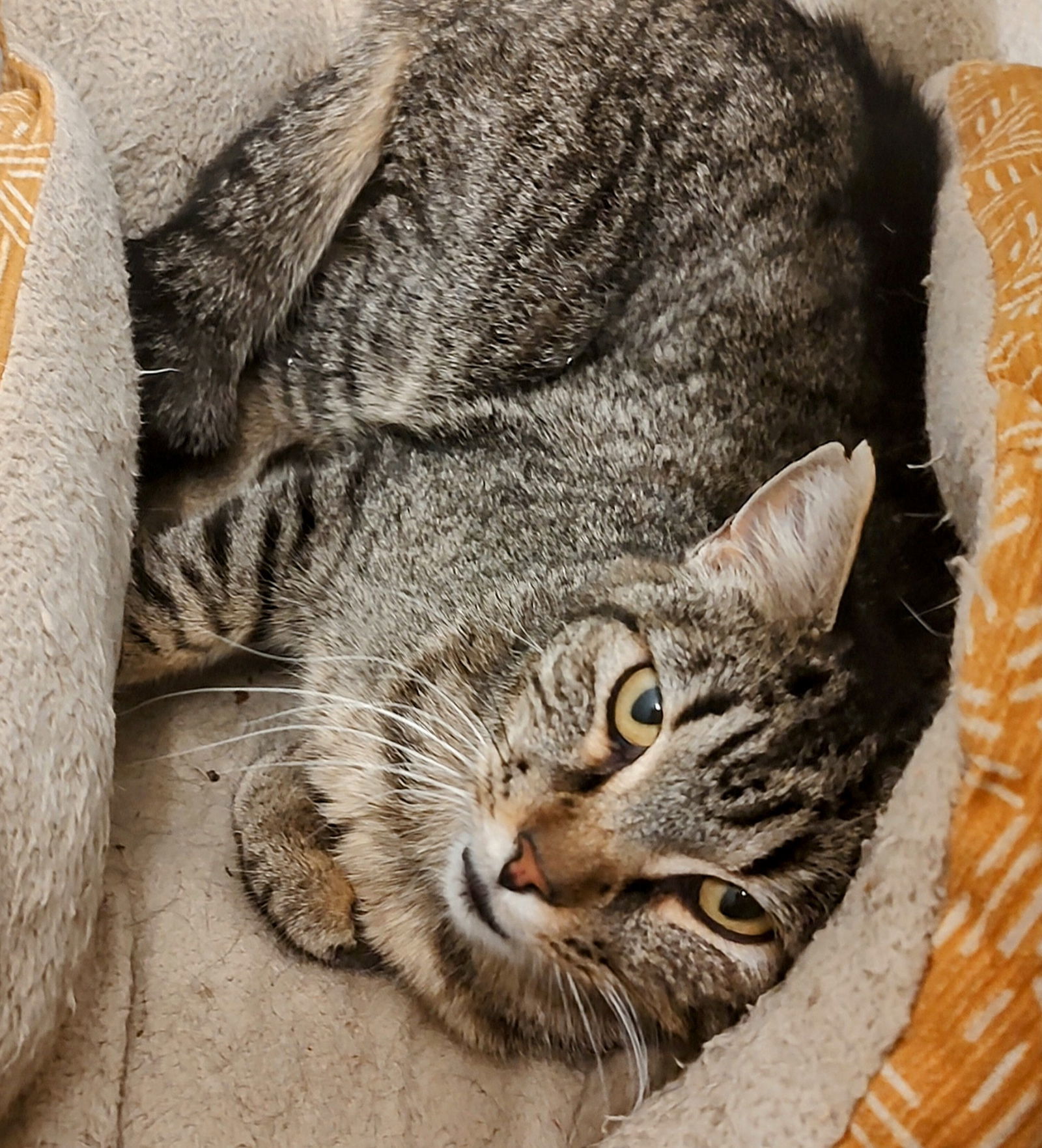 Lenny, an adoptable Domestic Short Hair in Laramie, WY, 82073 | Photo Image 2