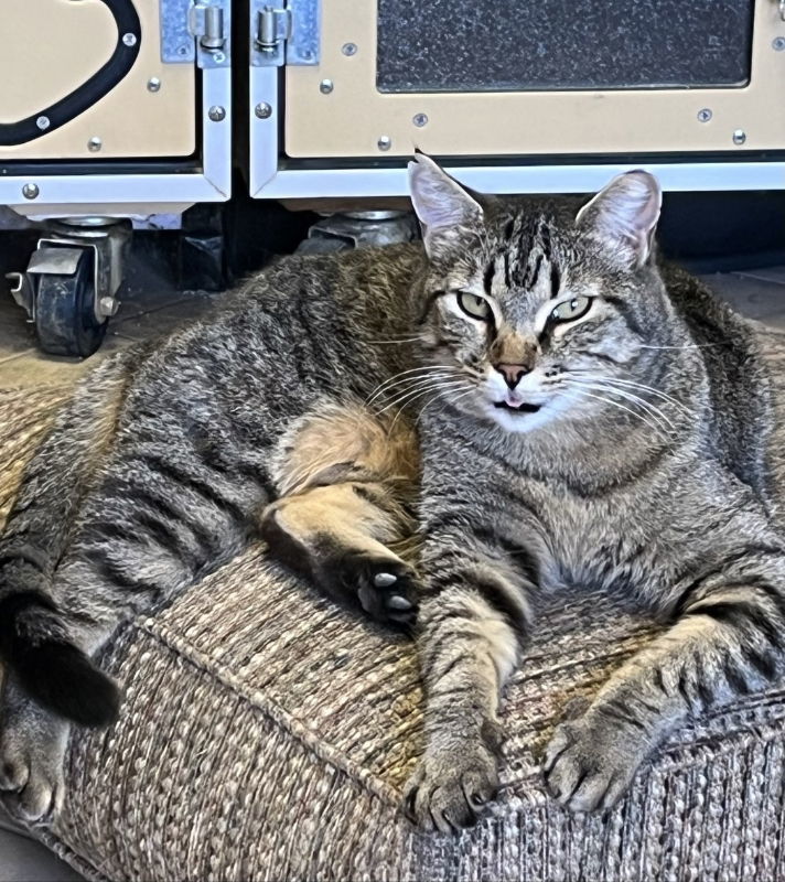 Lenny - 25 is my lucky number!, an adoptable Domestic Short Hair in Laramie, WY, 82073 | Photo Image 2