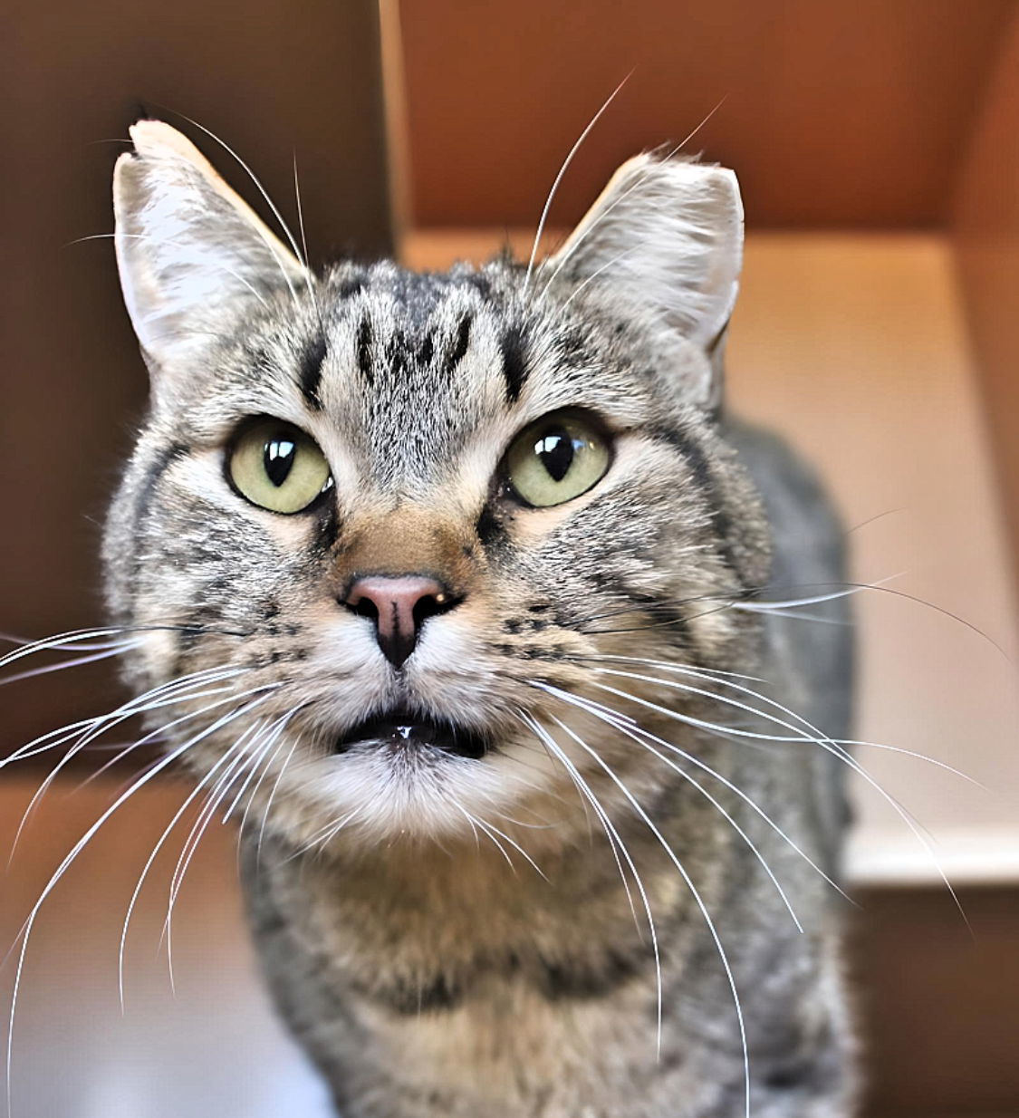 Lenny, an adoptable Domestic Short Hair in Laramie, WY, 82073 | Photo Image 3