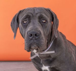 A5679948 Meet Arnella Arnella is a sweet spayed female Mastiff who is approximately 2 years old wi