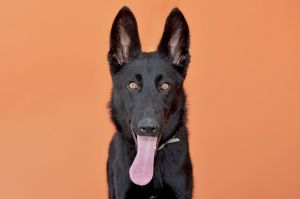 A5684114 Meet Azula  an 8-month-old German Shepherd puppy with gorgeous elegance and grace With h