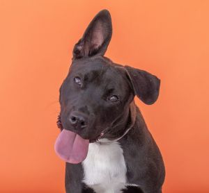 A5680268 Meet Ryan  our 11-month-old Pitbull and Labrador mix puppy with the s