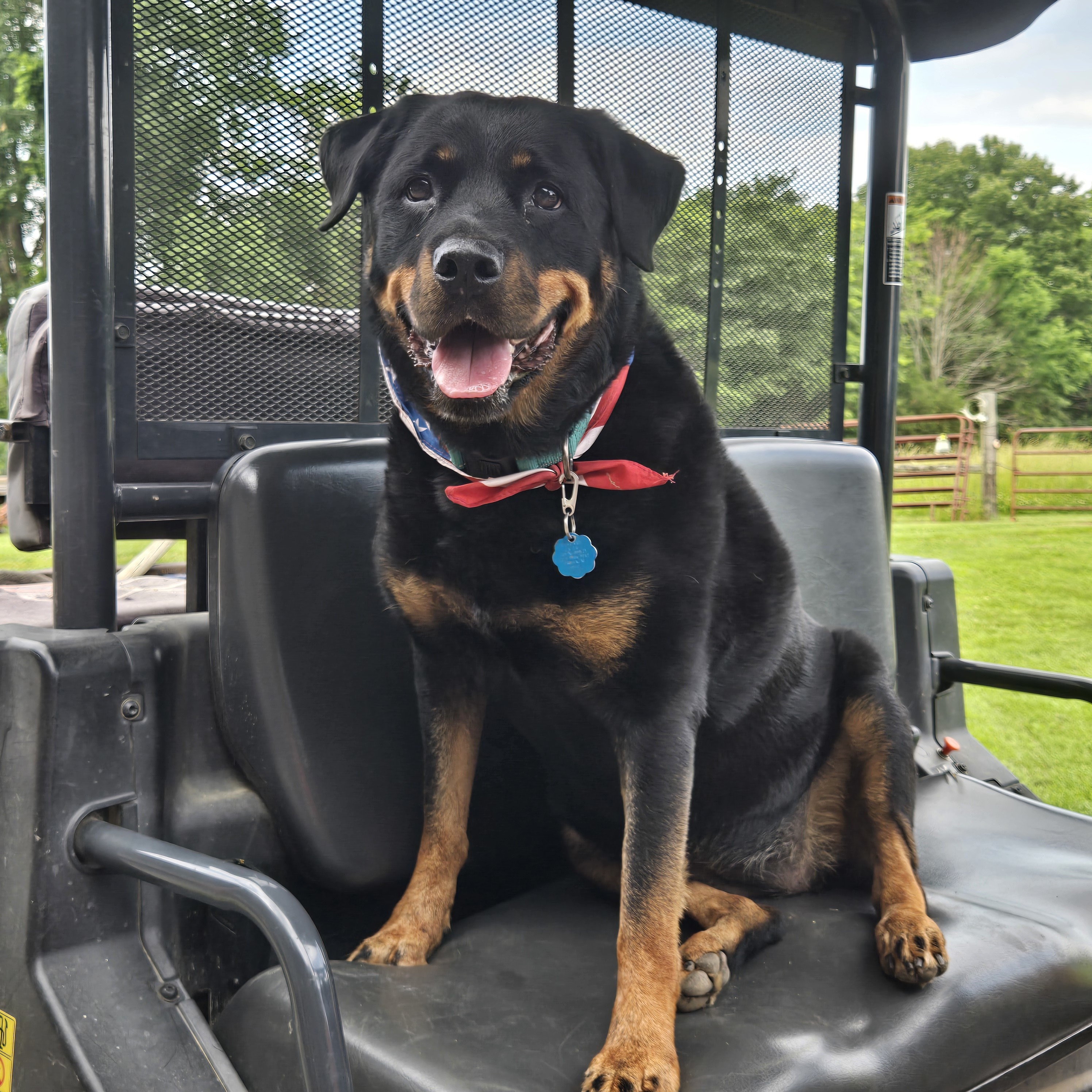 Zoey Rae, an adoptable Rottweiler in Lincoln, NE, 68506 | Photo Image 1