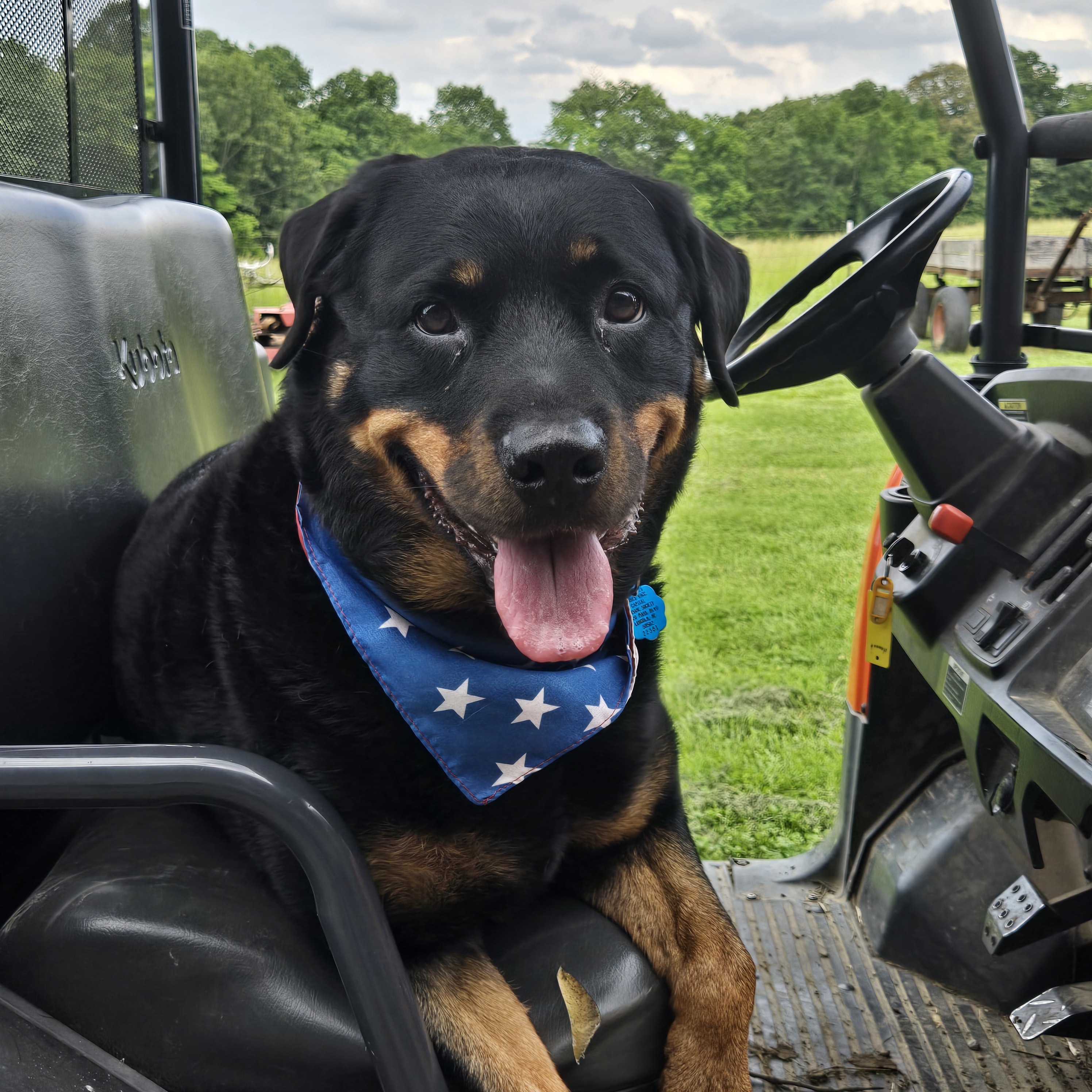 Zoey Rae, an adoptable Rottweiler in Lincoln, NE, 68506 | Photo Image 2
