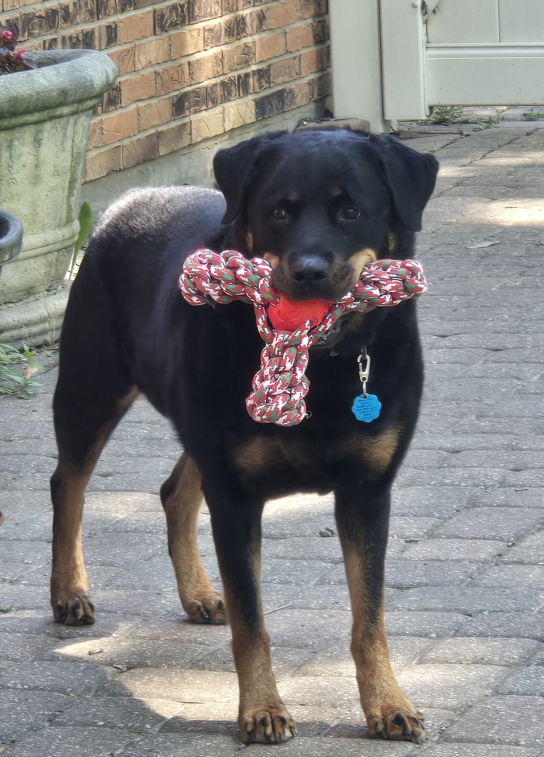 Zoey Rae, an adoptable Rottweiler in Lincoln, NE, 68506 | Photo Image 3