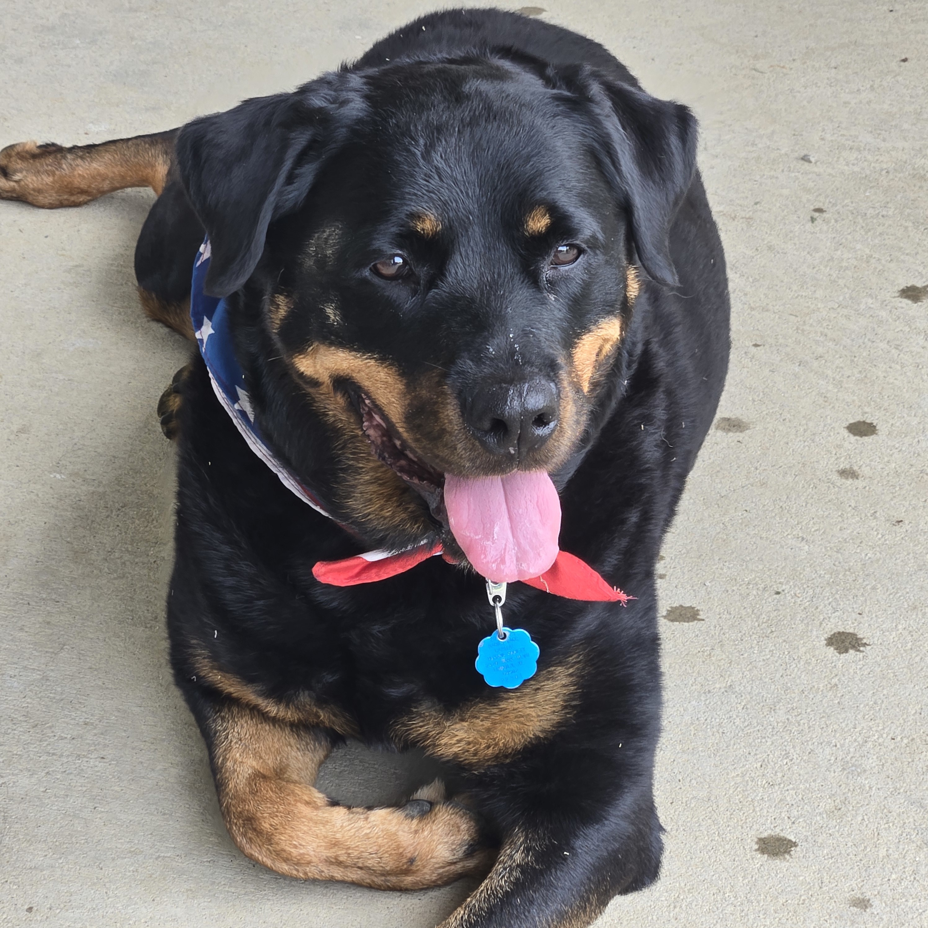 Zoey Rae, an adoptable Rottweiler in Lincoln, NE, 68506 | Photo Image 4