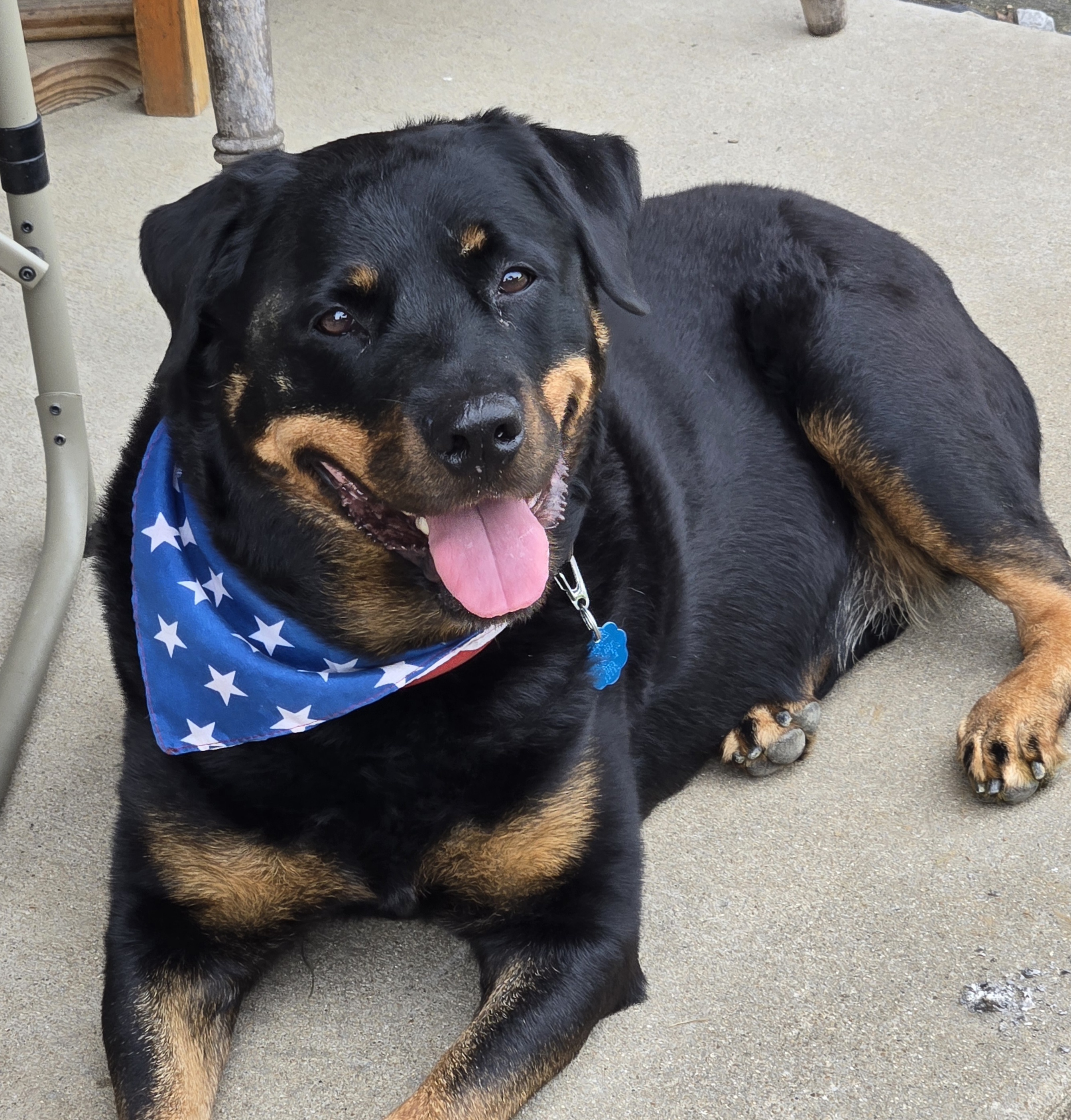 Zoey Rae, an adoptable Rottweiler in Lincoln, NE, 68506 | Photo Image 5