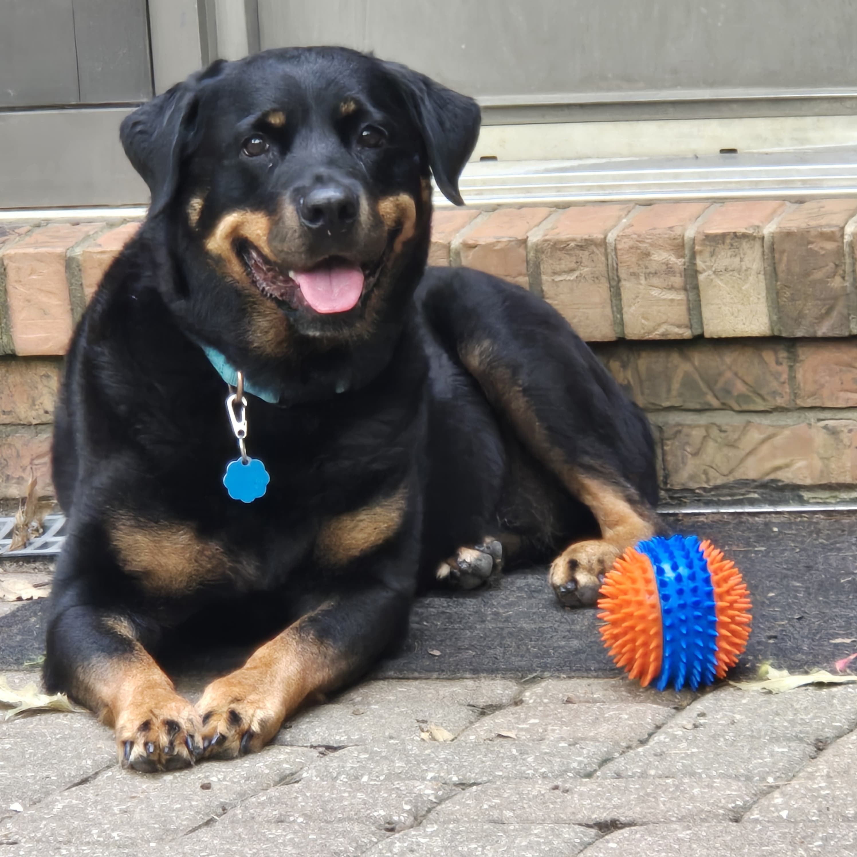 Zoey Rae, an adoptable Rottweiler in Lincoln, NE, 68506 | Photo Image 6