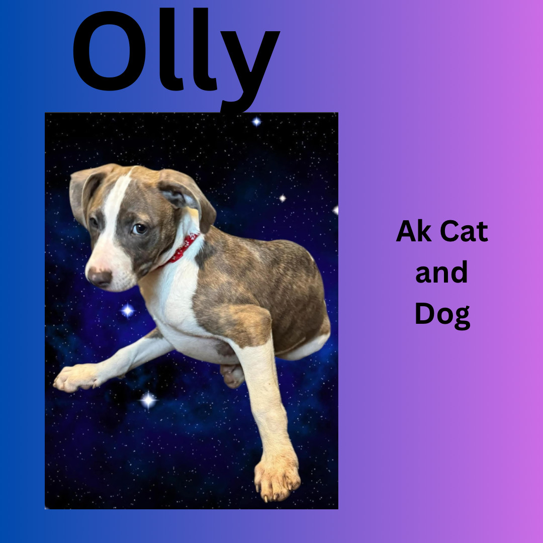 Olly, an adoptable Pit Bull Terrier in Wasilla, AK, 99654 | Photo Image 2