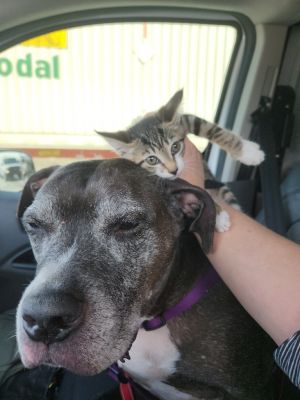 TANK, Senior Male unknown