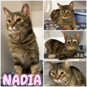 Nadia, Young Female Domestic Short Hair