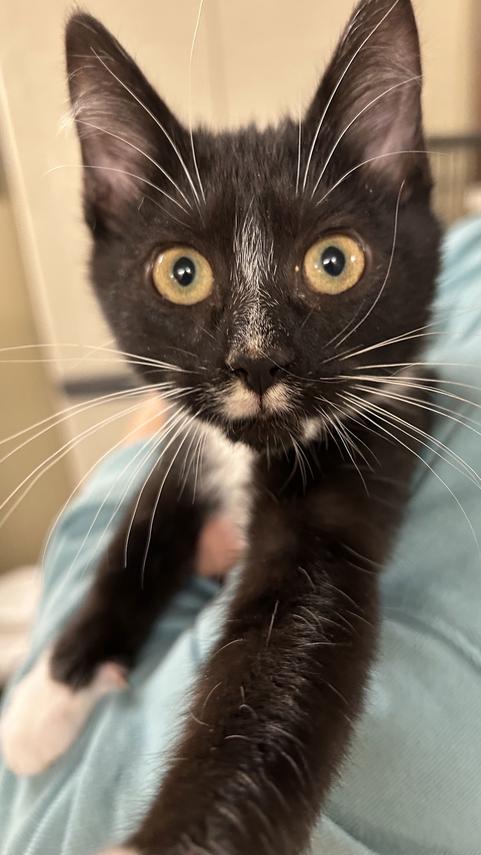 Peso - Liz's Foster