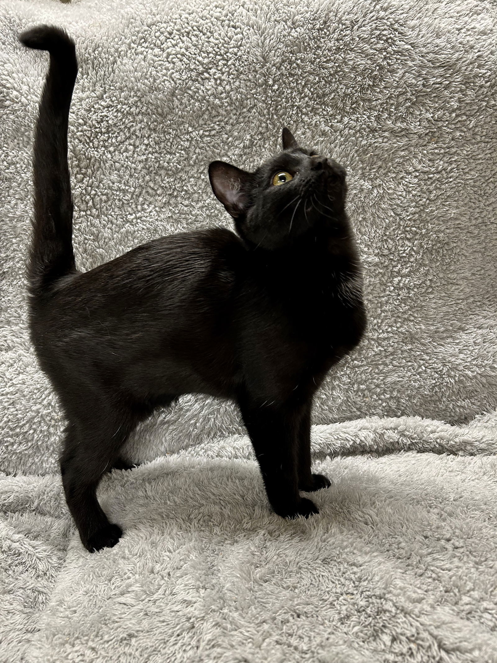 Cent - Liz's Foster