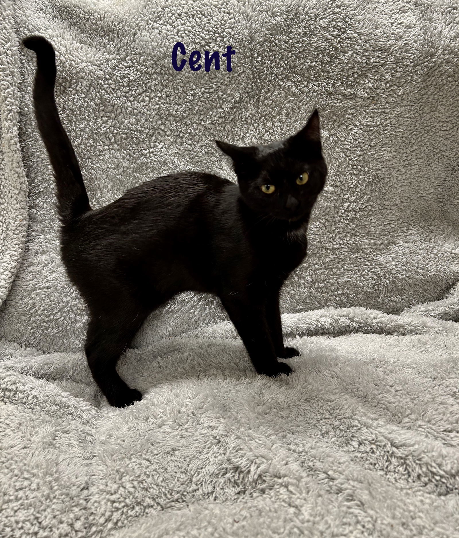 Cent - Liz's Foster