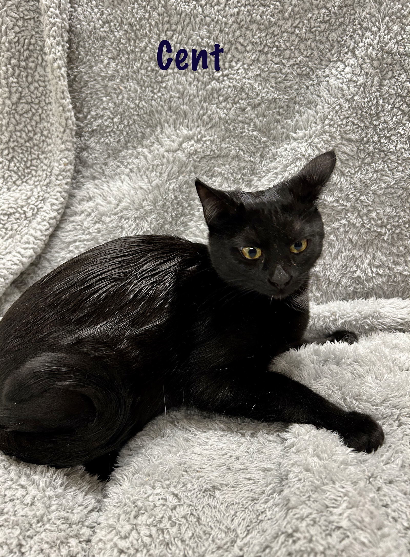 Cent - Liz's Foster