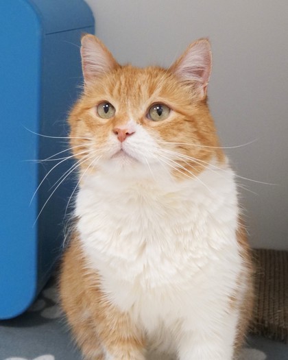 Waffle (in foster)