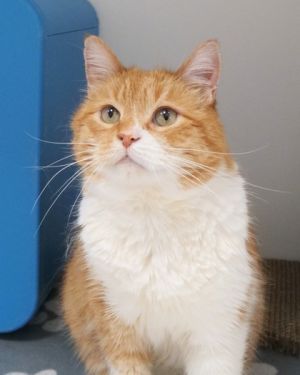Waffle (in foster), Adult Male Domestic Short Hair