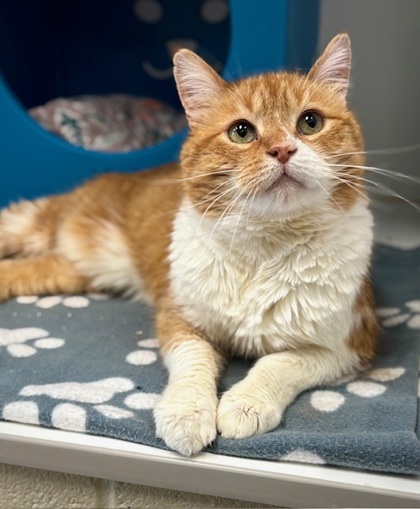 Waffle (in foster)