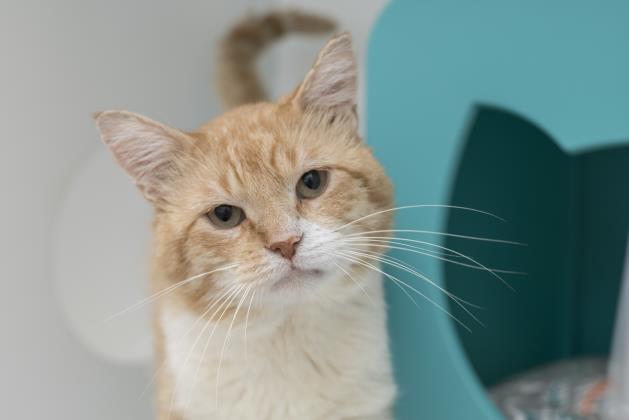 Waffle (in foster)