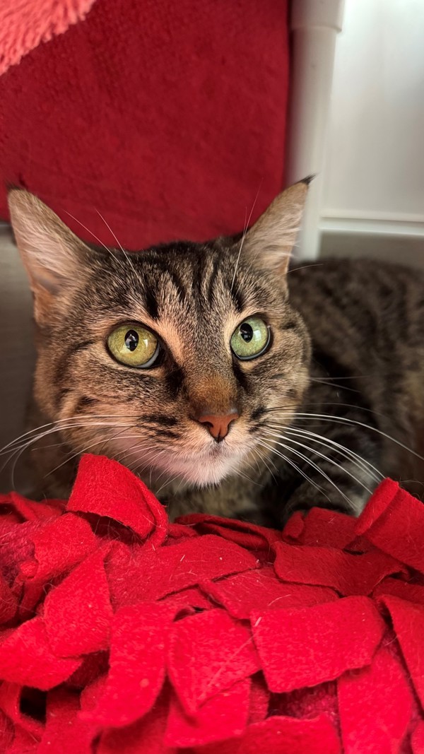 Nala