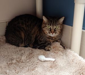 Hi Im Nala a shy little five-year-old staying for a short time I hope at Woods The wonderful s