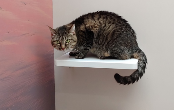 Nala