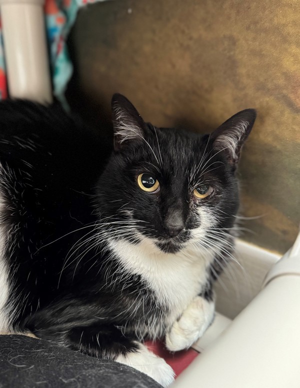Binx Marie