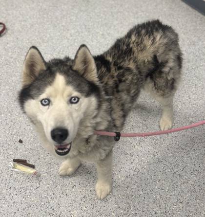Forrest, an adoptable Siberian Husky, Mixed Breed in Caldwell, ID, 83607 | Photo Image 1