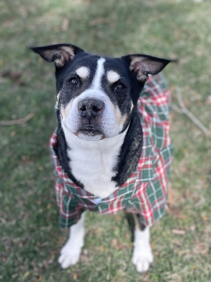 Old Man Herman, an adoptable Pit Bull Terrier, Mixed Breed in Caldwell, ID, 83607 | Photo Image 2