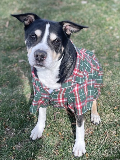 Old Man Herman, an adoptable Pit Bull Terrier, Mixed Breed in Caldwell, ID, 83607 | Photo Image 3