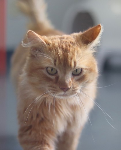 Felix, an adoptable Domestic Medium Hair, Domestic Short Hair in Walla Walla, WA, 99362 | Photo Image 1