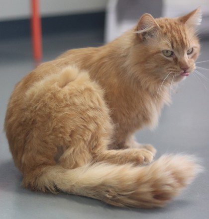 Felix, an adoptable Domestic Medium Hair, Domestic Short Hair in Walla Walla, WA, 99362 | Photo Image 2