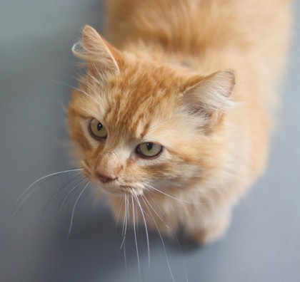 Felix, an adoptable Domestic Medium Hair, Domestic Short Hair in Walla Walla, WA, 99362 | Photo Image 3