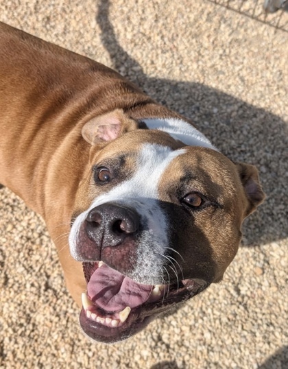 Buster