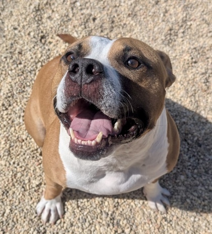Buster