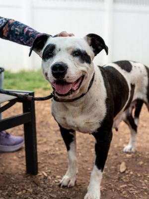 Zecora- IN FOSTER Mixed Breed Dog