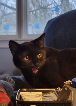 Snippet, Adult Male Domestic Short Hair