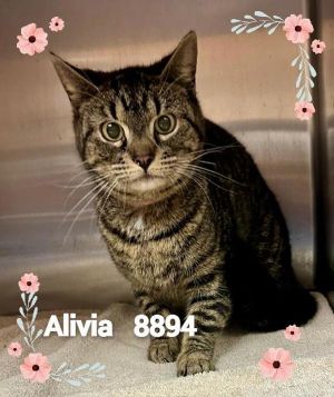 Primary Color Brown Tabby Weight 9lbs Age 4yrs 2mths 1wks Animal has been Spayed
