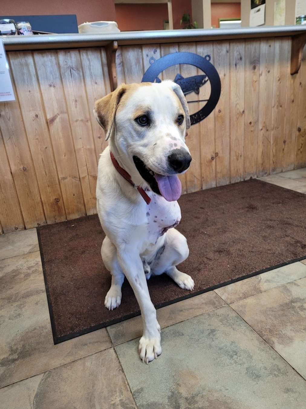 Chip, an adoptable Labrador Retriever, Saint Bernard in Cody, WY, 82414 | Photo Image 1