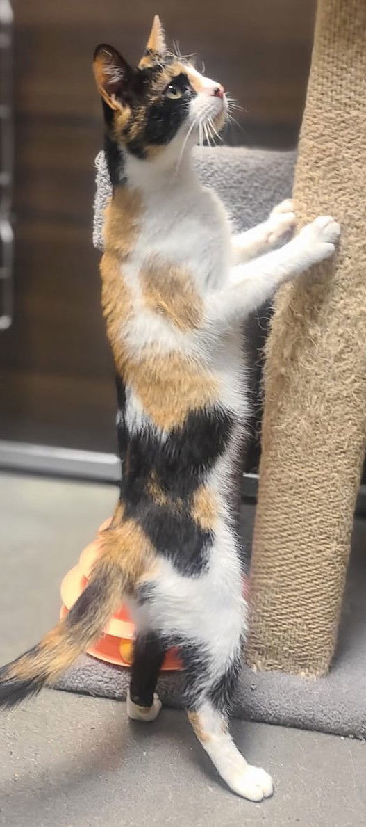 Cali