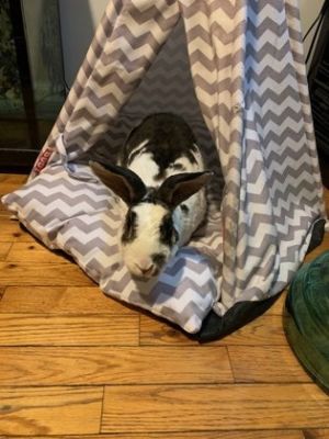 Moustache, Young Female Bunny Rabbit