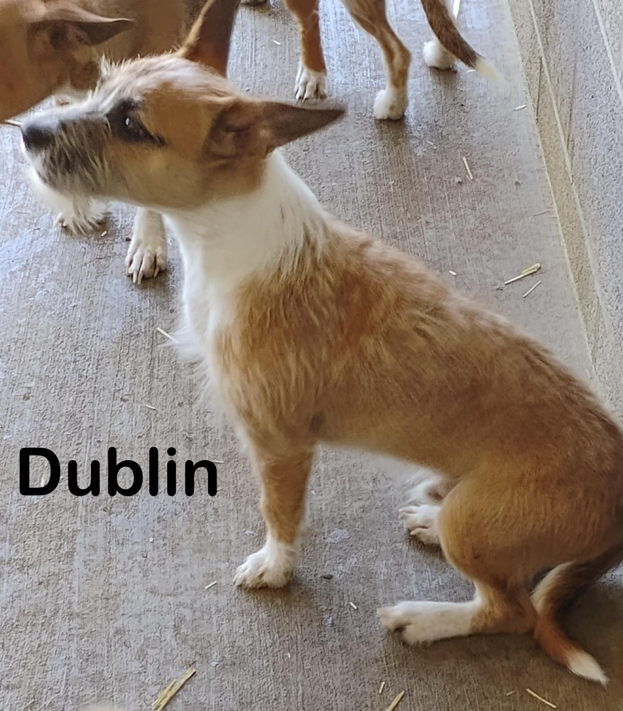 Dublin