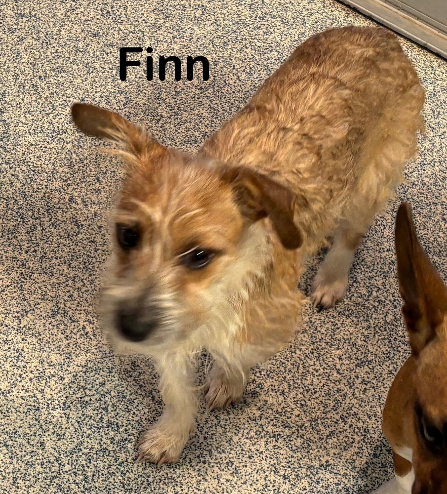 Finn