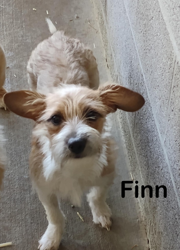 Finn