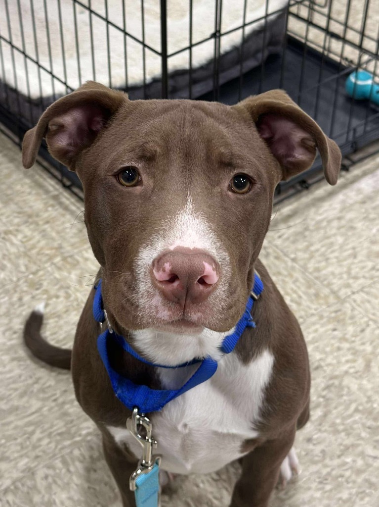 Ruger