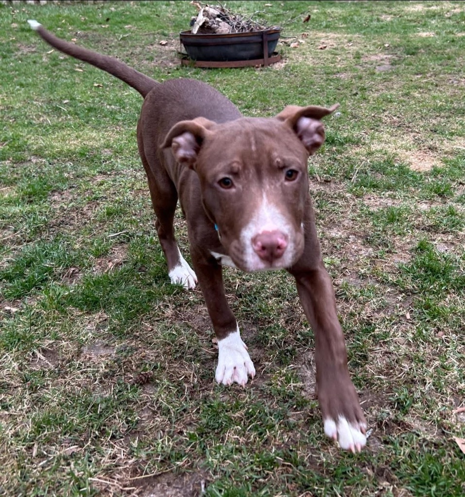 Ruger